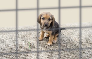 Пепе ищет дом!