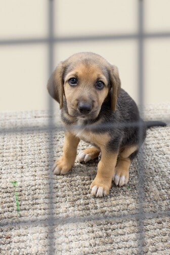 ЩЕНЯЧИЙ ПАТРУЛЬ