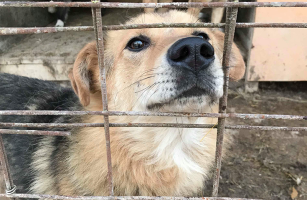 ДАНДИ ПЕРЕДАЕТ ПРИВЕТ