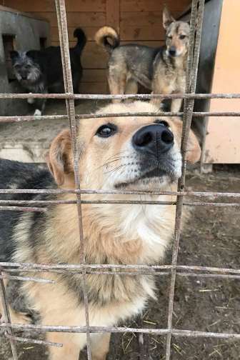 ДАНДИ ПЕРЕДАЕТ ПРИВЕТ