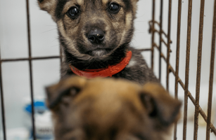 ЛУИ ПЕРЕДАЕТ ПРИВЕТ