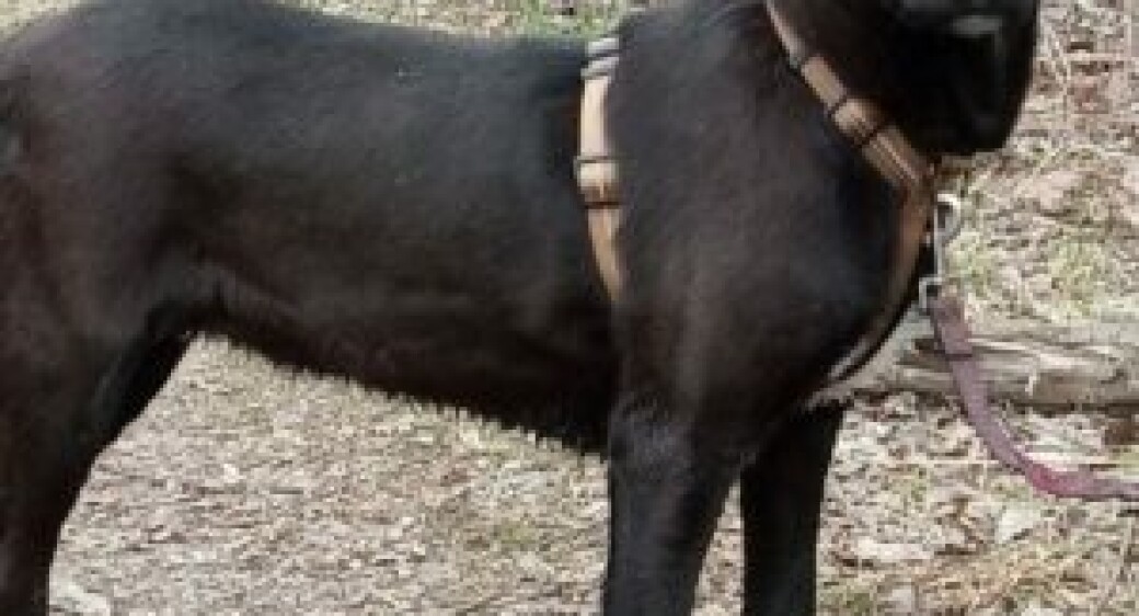 !!!SOS!!! СРОЧНЫЙ СБОР СРЕДСТВ ДЛЯ МИЛАШКИ БРИТНИ!!!