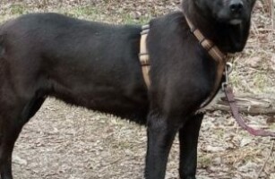 !!!SOS!!! СРОЧНЫЙ СБОР СРЕДСТВ ДЛЯ МИЛАШКИ БРИТНИ!!!