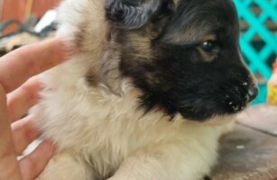 Люк домашний!