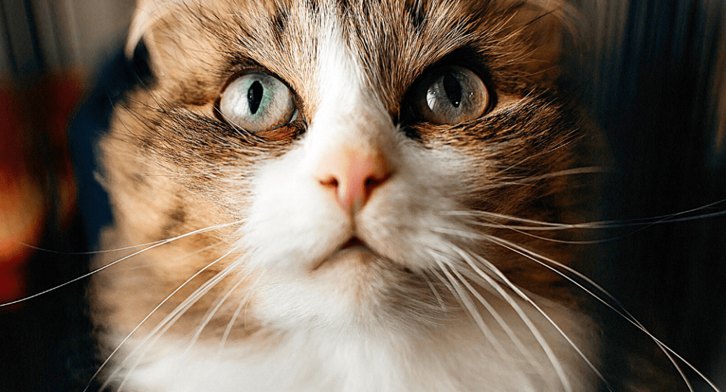 КИСЯ ХОЧЕТ ДОМОЙ