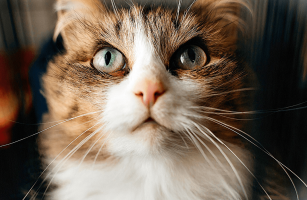 КИСЯ ХОЧЕТ ДОМОЙ