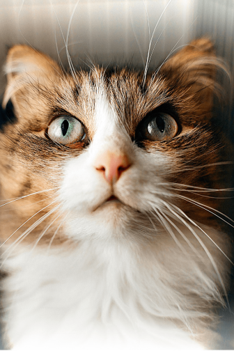 КИСЯ ХОЧЕТ ДОМОЙ