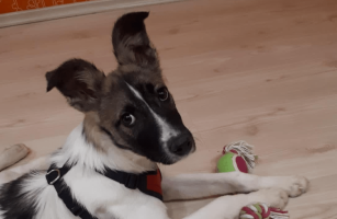 У НАС ХОРОШО, А ДОМА ЛУЧШЕ