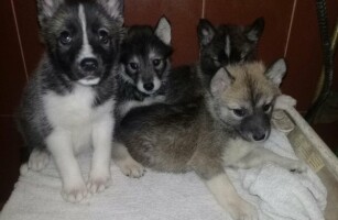 Снова пополнение