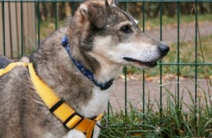 КИВИ НУЖНА ВАША ПОМОЩЬ!