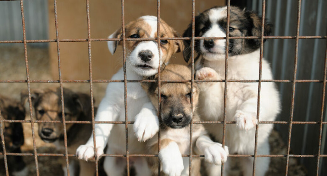 НЕ ДОПУСТИМ ГОЛОД!