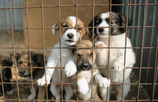 НЕ ДОПУСТИМ ГОЛОД!