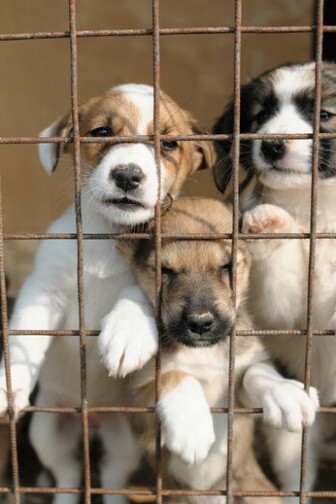 НЕ ДОПУСТИМ ГОЛОД!