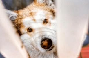 ЗНАКОМСТВО С АБРИКОСОМ