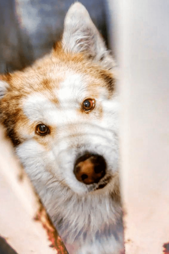 ЗНАКОМСТВО С АБРИКОСОМ